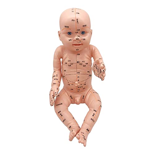 Seasaww Professionelles Akupunktur-Massage-Modell für Babysitzer, Anatomie-Skulptur von Seasaww