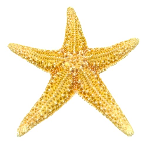 Seestern Echter XXL I 25-30 cm I Kamm I präpariert I Mexiko von Seestern