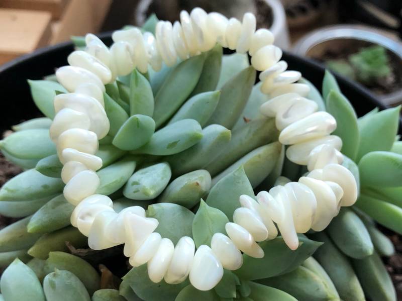 Perlmutt Perlen Armband Made To Order von SimplySpacey