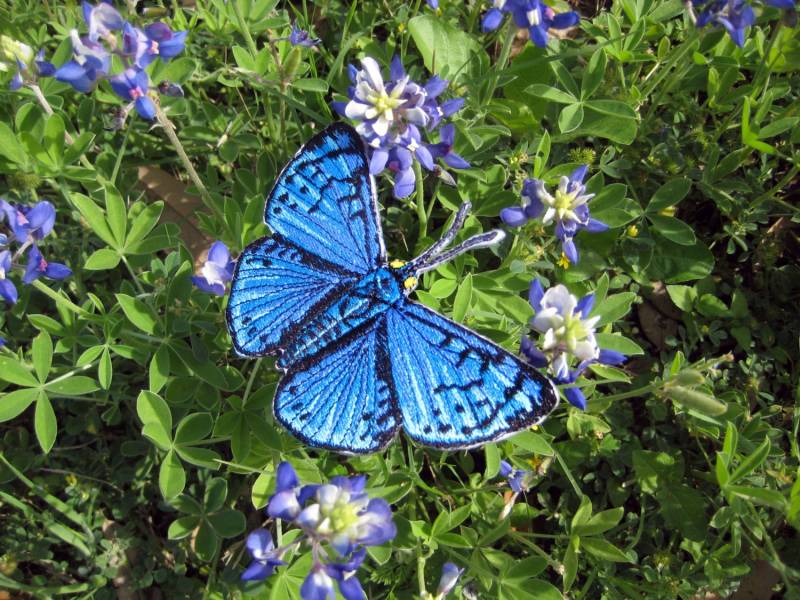 Blaue Metallmark Schmetterling Lasaia Sula Eisen Auf Oder Nähen Patch von SpiderStitchesParlor