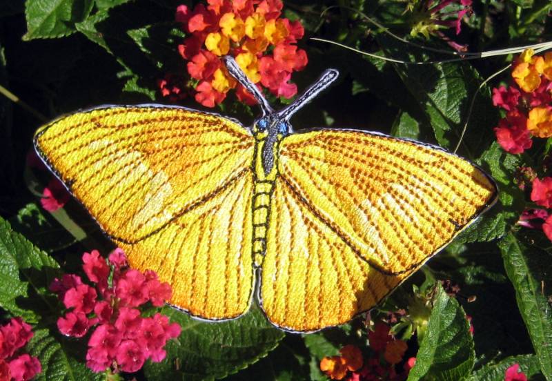 Gelb Gebänderter Schwefel Schmetterling Eisen Auf Patch Applikation Papilio Astyalus von SpiderStitchesParlor