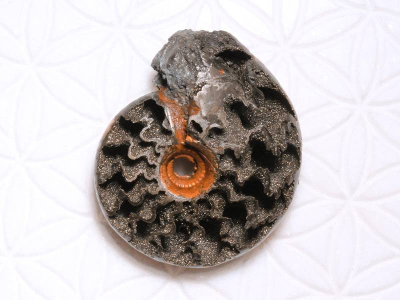Pyritisierter Ammonit | Anschliff B6414 Pyritisierter Ammonit | Anschliff B6414 von SteinkraftShop