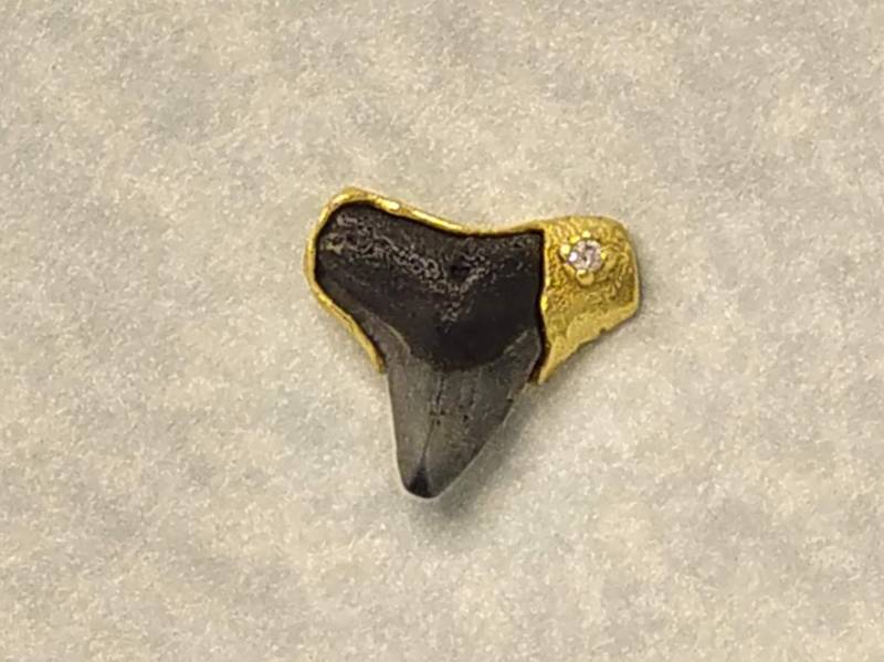 Versteinerte Haifischzahn Krawatten - Oder Anstecknadel, Eingefasst in 750Er Gold, Mit Einem Runden Brillanten Besetzt von StuartPennyJewels