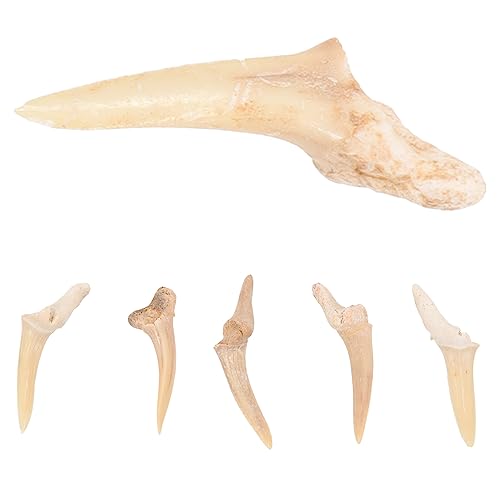 TEMPNAP Haifischzahn Halskette Für Männer 6 Stück Dekorative Anhänger Für Jungen Handgefertigte Halskette Aus Echtem Haifischzahn Geschenkidee Für Kinder Meeresdekor von TEMPNAP