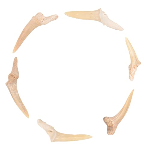 TOPPERFUN 6 Stück Teiliges Haifischzahn Anhänger Ketten für Männer und Jungen Handgefertigte Schmuckstücke mit Natürlichem Design für Kreative DIY Projekte und von TOPPERFUN