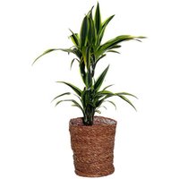 Zimmerpflanze »Dracaena Lemon Lime« mit Topf von Tchibo