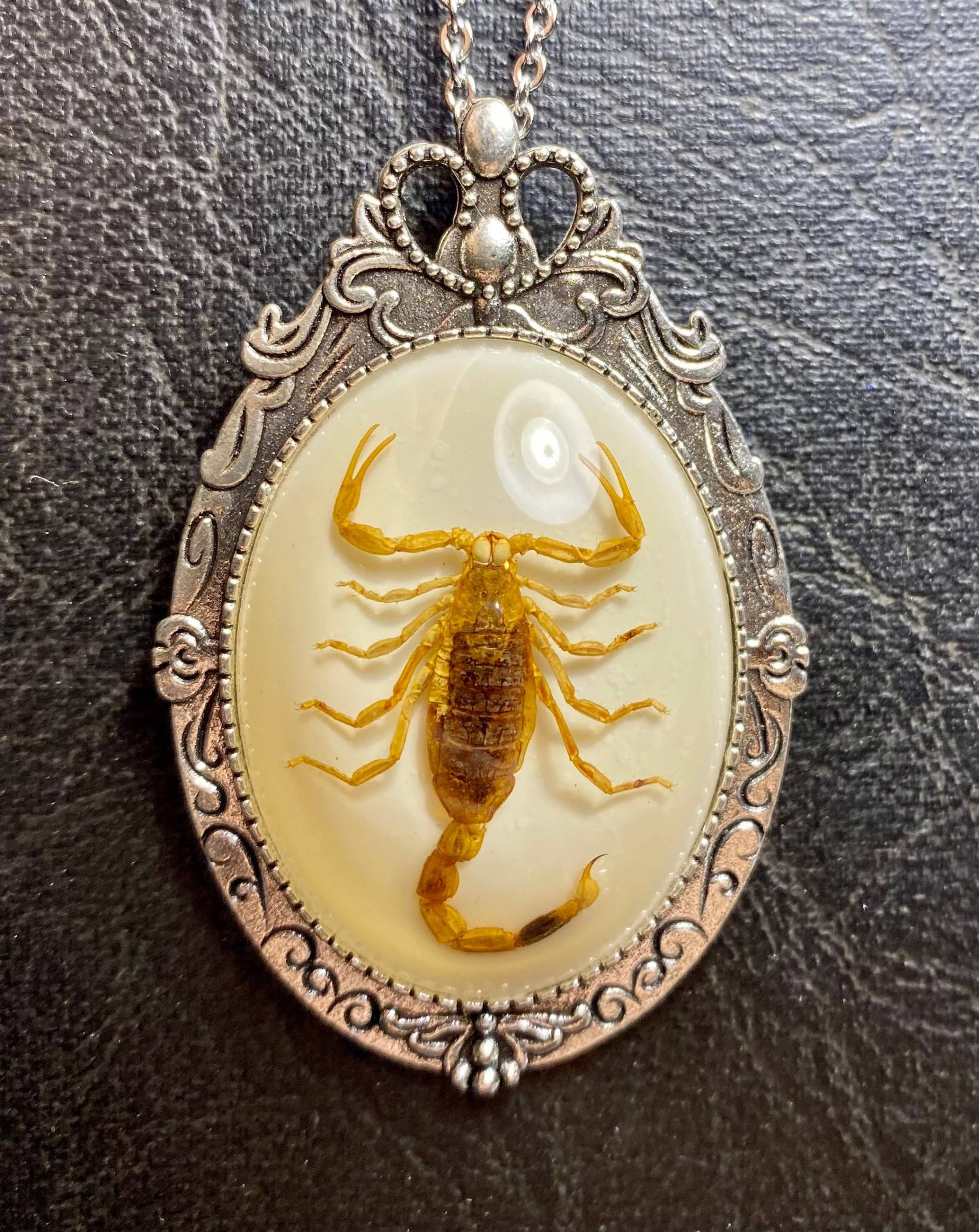 Echt Goldgelb Barke Skorpion Probe Auf Weißer Harz Cameo Entomologie Geier Kultur Käfer Halskette Echt Goldgelb Barke Skorpion Probe Auf Weißer Harz Cameo Entomologie Geier Kultur Käfer Halskette von TheCuriositeer