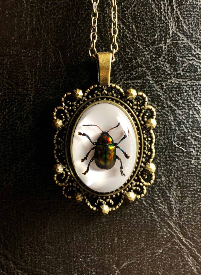 Echte Entomologie Blattkäfer Regenbogen Insekt Konservierte Probe in Harz Cameo Bronze Spitze Lünette Rahmen Halskette Geier Kultur von TheCuriositeer