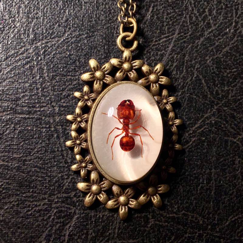 Echte Große Kopf Riesige Rote Ameise Specimen Cameo Harz Entomologie Bug Halskette Picknick Crasher Echte Große Kopf Riesige Rote Ameise Specimen Cameo Harz Entomologie Bug Halskette Picknick Crasher von TheCuriositeer
