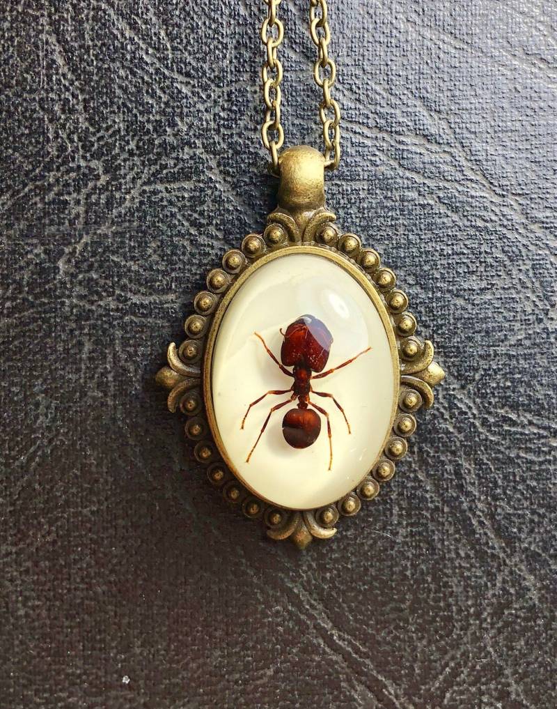 Echte Große Kopf Riesige Rote Ameise Specimen Cameo Harz Entomologie Bug Halskette Picknick Crasher Echte Große Kopf Riesige Rote Ameise Specimen Cameo Harz Entomologie Bug Halskette Picknick Crasher von TheCuriositeer