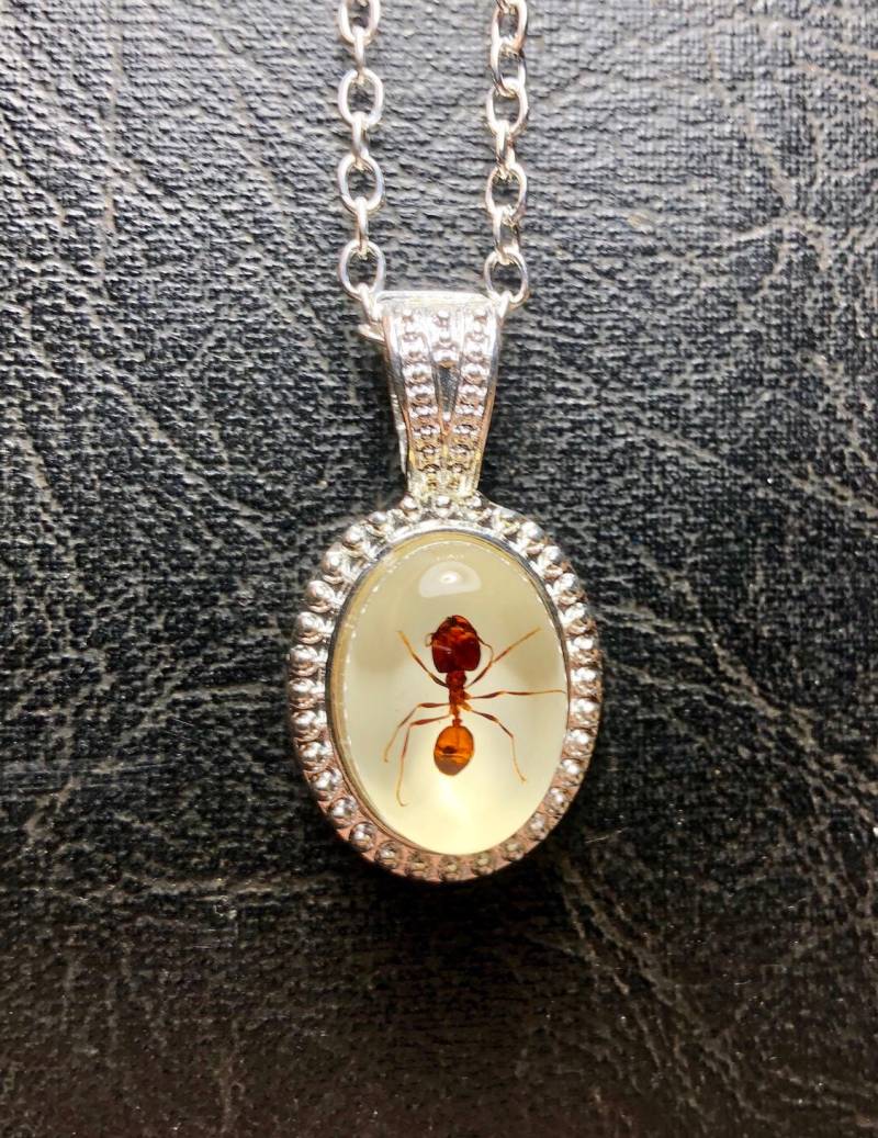 Echte Große Kopf Riesige Rote Ameise Specimen Cameo Harz Entomologie Bug Halskette Picknick Crasher Echte Große Kopf Riesige Rote Ameise Specimen Cameo Harz Entomologie Bug Halskette Picknick Crasher von TheCuriositeer