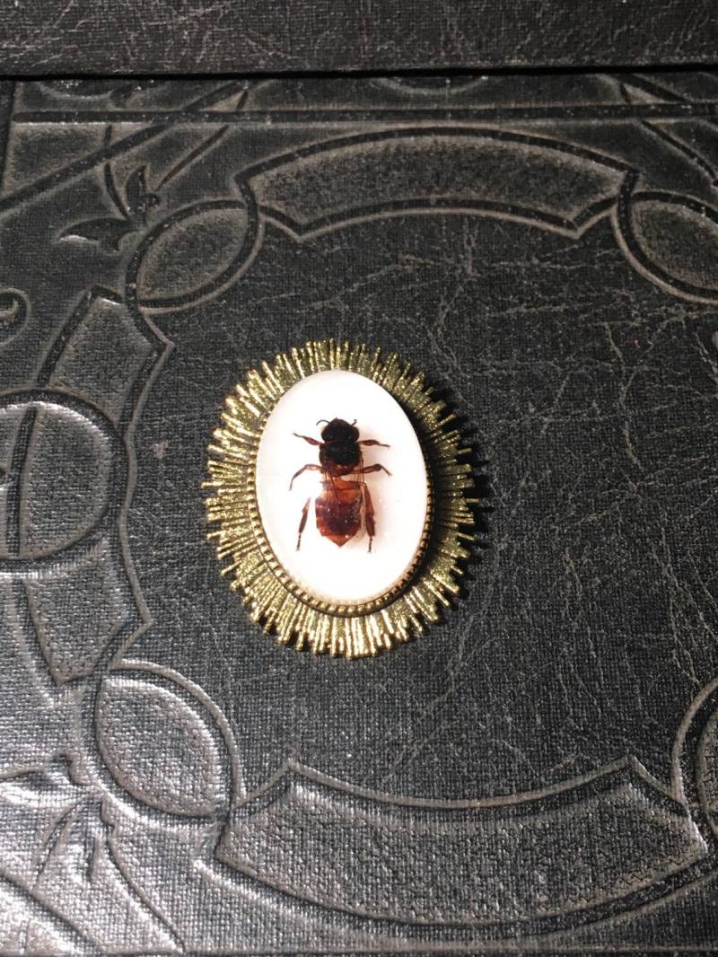 Echte Honigbiene Brosche Lichtstrahl Konserven Bienen Specimen in Resin Cameo Geier Kultur Domed Pin von TheCuriositeer