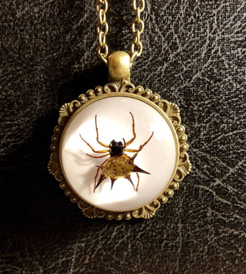 Echte Spinne Spiny Orb Weaver Specimen in Harz Cameo Halskette Geier Kultur Arachnophobie Bronze Ton Entomologie Bug Schmuck von TheCuriositeer