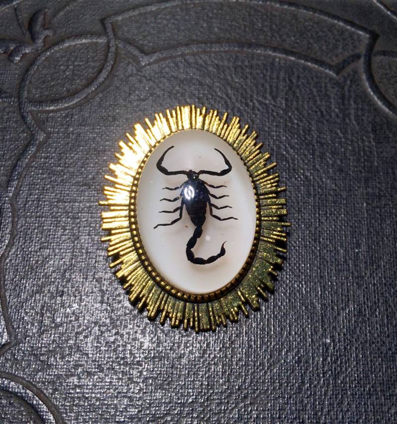 Echter Schwarzer Skorpion Brosche Lichtstrahl Erhaltenes Spinnentier Specimen in Harz Goldene Farbe Sun Cameo Pin Echter Schwarzer Skorpion Brosche Lichtstrahl Erhaltenes Spinnentier Specimen in Harz Goldene Farbe Sun Cameo Pin von TheCuriositeer