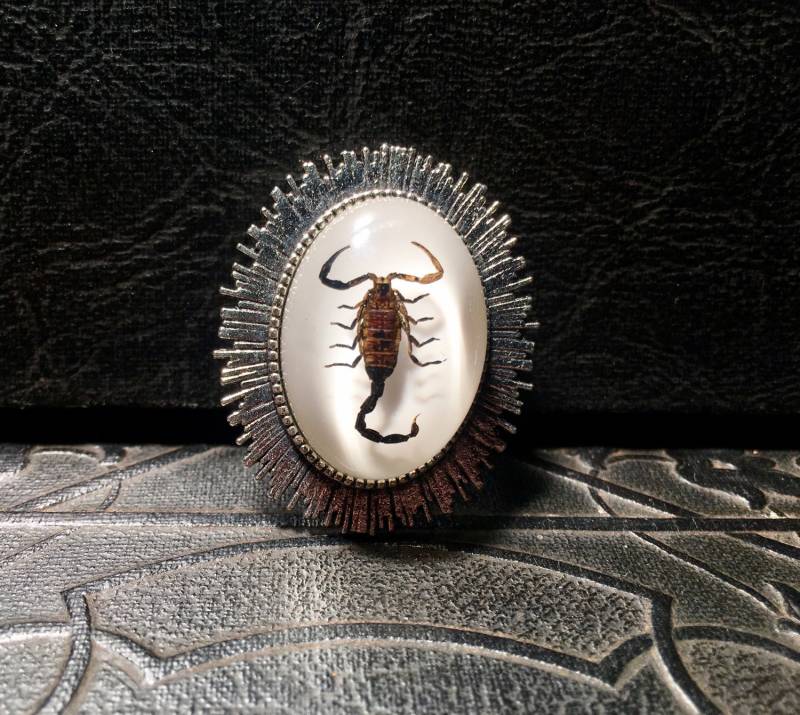 Echter Schwarzer Skorpion Brosche Silberstrahl Des Lichtstrahls Erhaltenes Spinnentier Specimen in Harz Cameo Pin Anstecknadel Echter Schwarzer Skorpion Brosche Silberstrahl Des Lichtstrahls Erhaltenes Spinnentier Specimen in Harz Cameo Pin Anstecknadel von TheCuriositeer