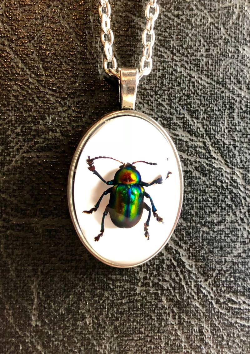 Einfacher Silber-Regenbogen-Metallic-Real-Blau-Grün-Jewel-Käfer Erhaltenes Exemplar Im Harz-Cameo-Maskulinenrahmen Einfacher Silber-Regenbogen-Metallic-Real-Blau-Grün-Jewel-Käfer Erhaltenes Exemplar Im Harz-Cameo-Maskulinenrahmen von TheCuriositeer