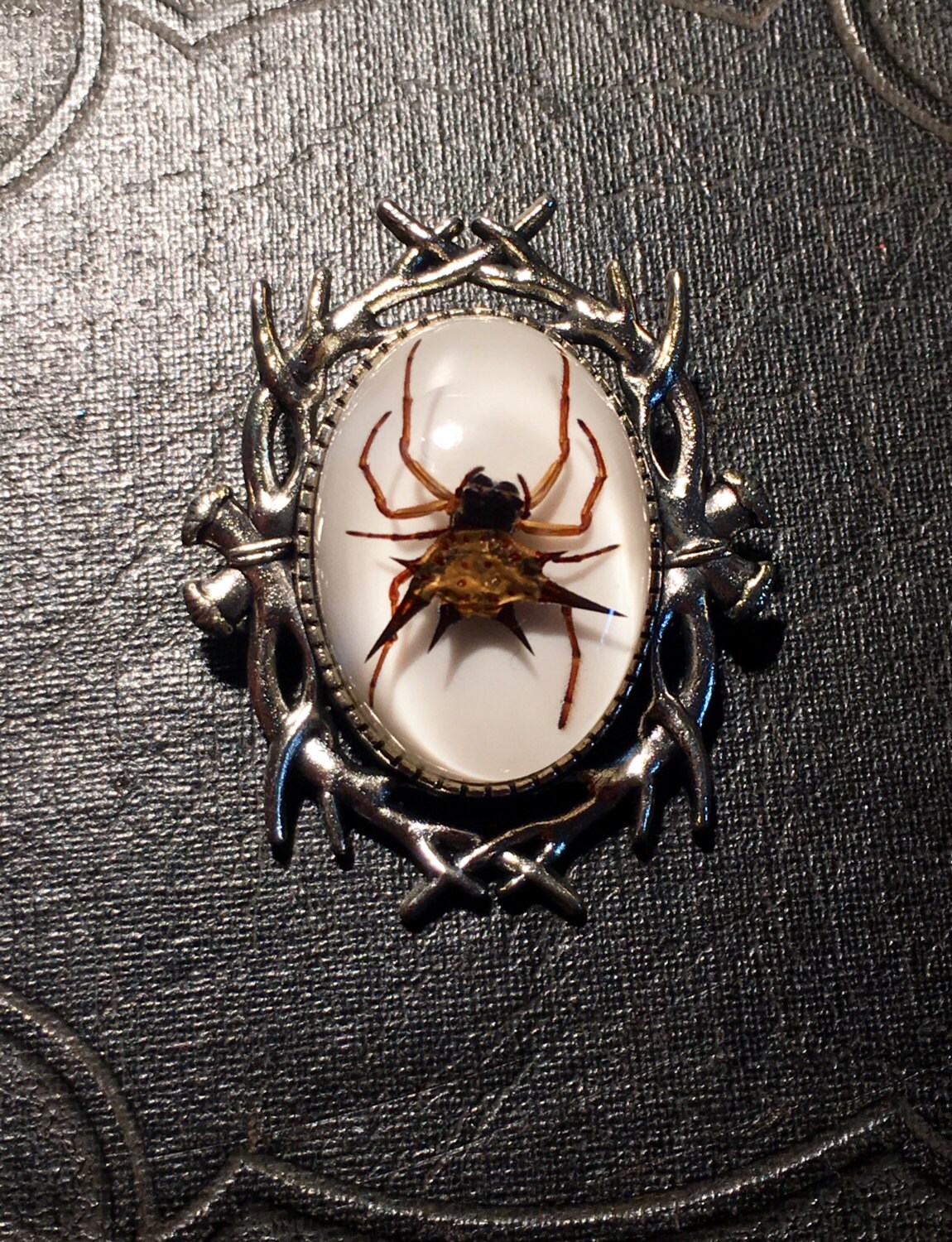 Geweih Rahmen Echte Spiney Orb Weber Spinne Brosche Konserviert Arachnid Specimen Harz Geier Kultur Cameo Creature Silber Ton Pin Geweih Rahmen Echte Spiney Orb Weber Spinne Brosche Konserviert Arachnid Specimen Harz Geier Kultur Cameo Creature Silber Ton Pin von TheCuriositeer