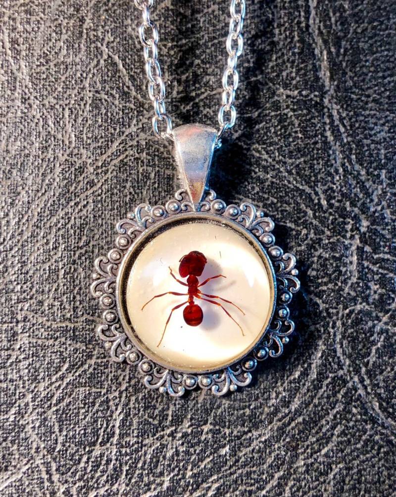 Großer Kopf Rote Ameise Specimen 20 Mm Runde Cameo Harz Entomologie Bug Echte Ameisen Geier Kultur Halskette Picknick Crasher Großer Kopf Rote Ameise Specimen 20 Mm Runde Cameo Harz Entomologie Bug Echte Ameisen Geier Kultur Halskette Picknick Crasher von TheCuriositeer