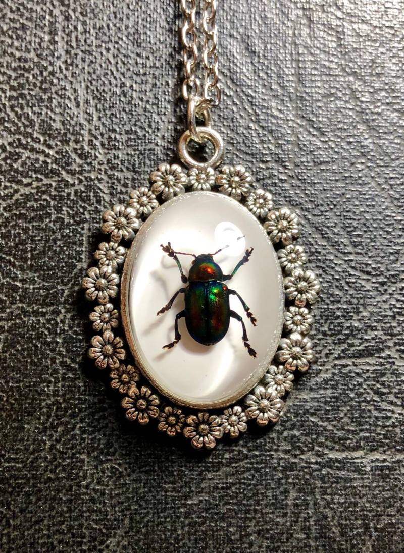 Regenbogen Metallic Grün Blatt Käfer Silber Blume Insekt Konservierte Probe in Harz Cameo Schwarze Rahmen Geier Kultur Entomologie Regenbogen Metallic Grün Blatt Käfer Silber Blume Insekt Konservierte Probe in Harz Cameo Schwarze Rahmen Geier Kultur Entomologie von TheCuriositeer