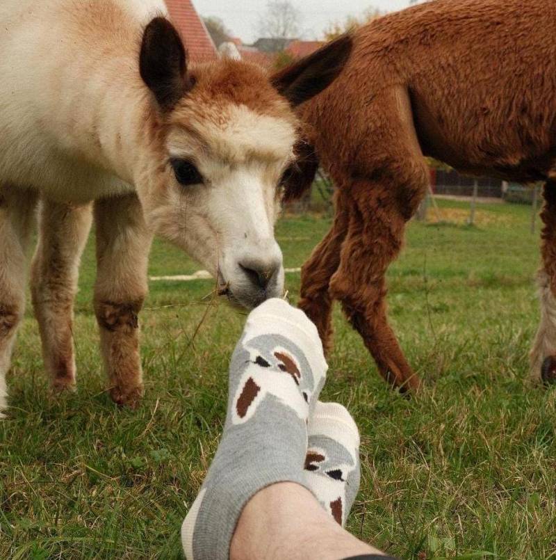 Alpaka Socken Aus Alpakawolle Mit Motiv - Niedliche Sneaker Für Tierliebhaber Den Sommer von TreAlpacas