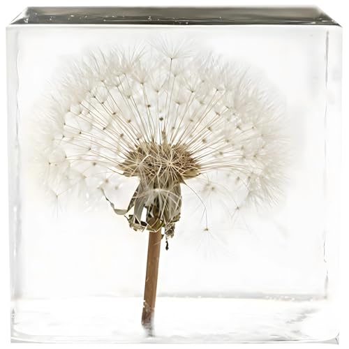 Natürliches Löwenzahn-Exemplar in Kristall-Acrylwürfel, eleganter Schreibtisch-Briefbeschwerer, 5,1 x 5,1 x 5,1 cm, echte Blumen-Display von Tressify