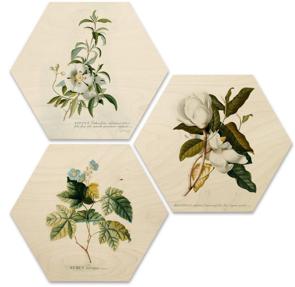 Wall-Art Mehrteilige Bilder "Botanische Collage Blumen Floral", Grundriss, (Set, 3 St.) von Wall-Art