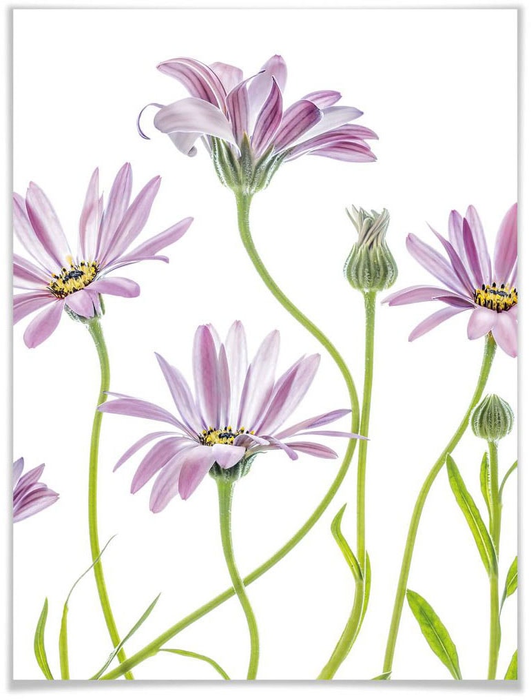 Wall-Art Poster "Gänseblümchen", Blumen, (1 St.) von Wall-Art