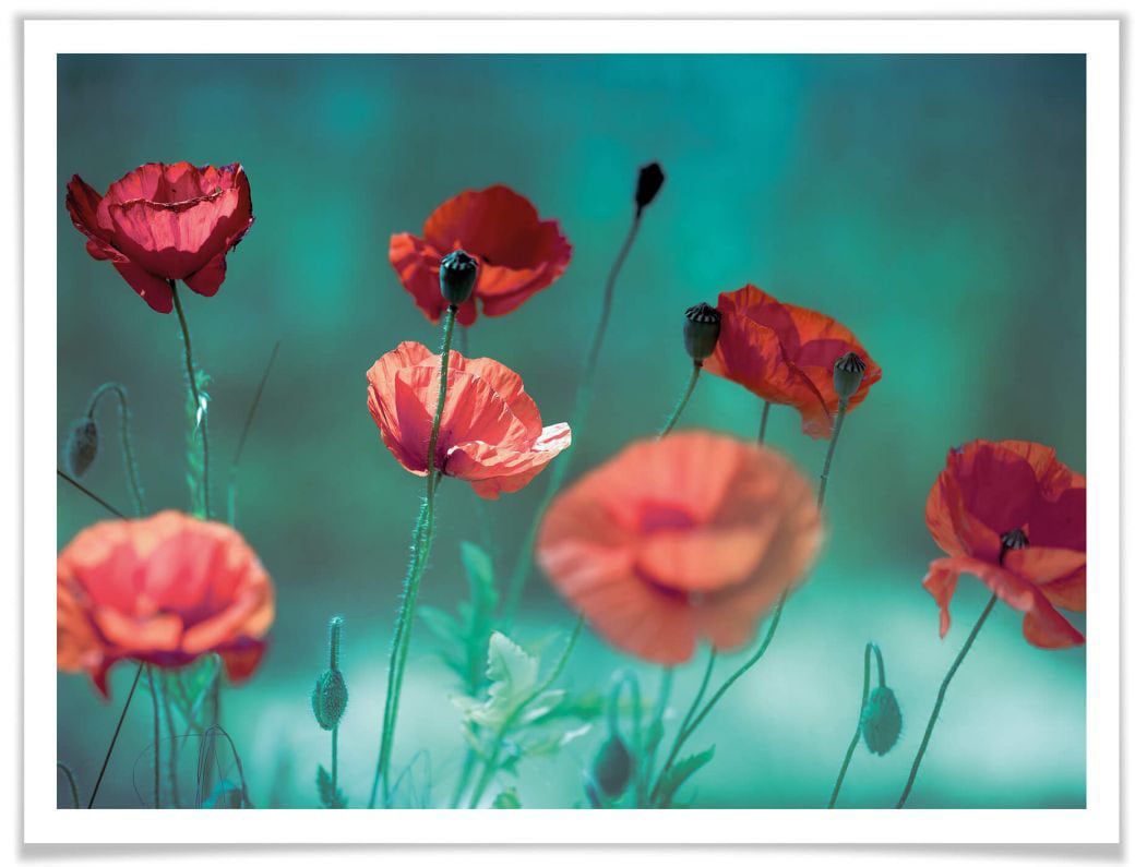 Wall-Art Poster "Mohn Aquamarin", Pflanzen, (1 St.) von Wall-Art