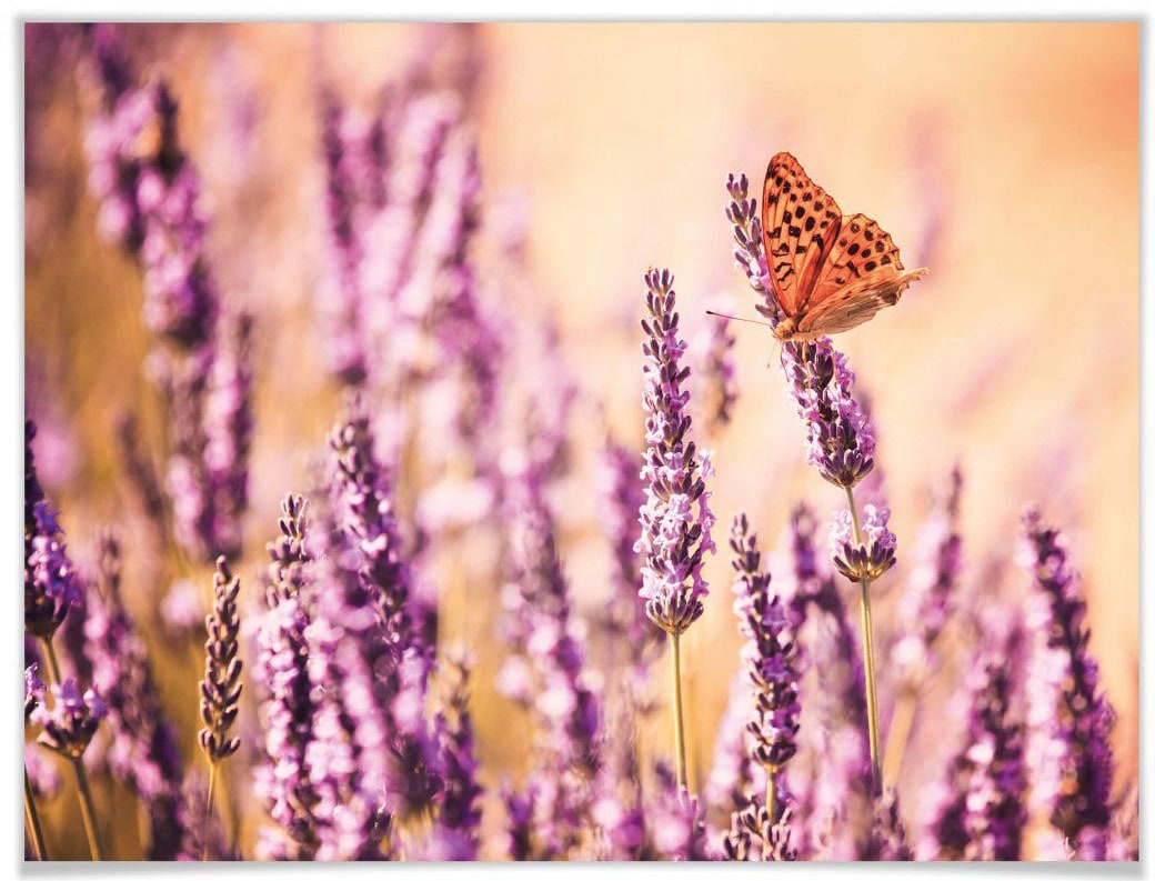 Wall-Art Poster "Schmetterling Lavendel", Schmetterlinge, (Set, 1 St.) von Wall-Art