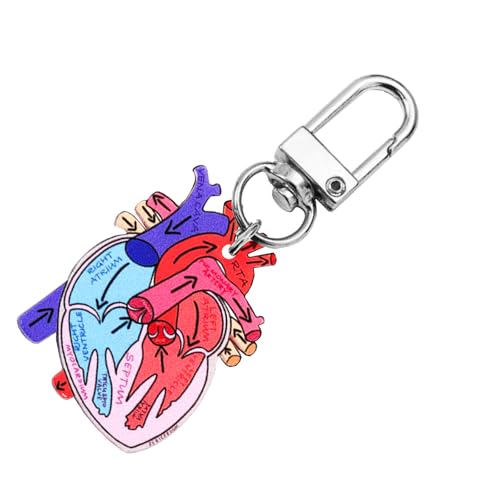 Wkldjf Herz Anatomie Schlüsselbund Orament Educational Heart Keychain Charme Mit Menschlicher Anatomie Für Wissenschaftsliebhaber von Wkldjf