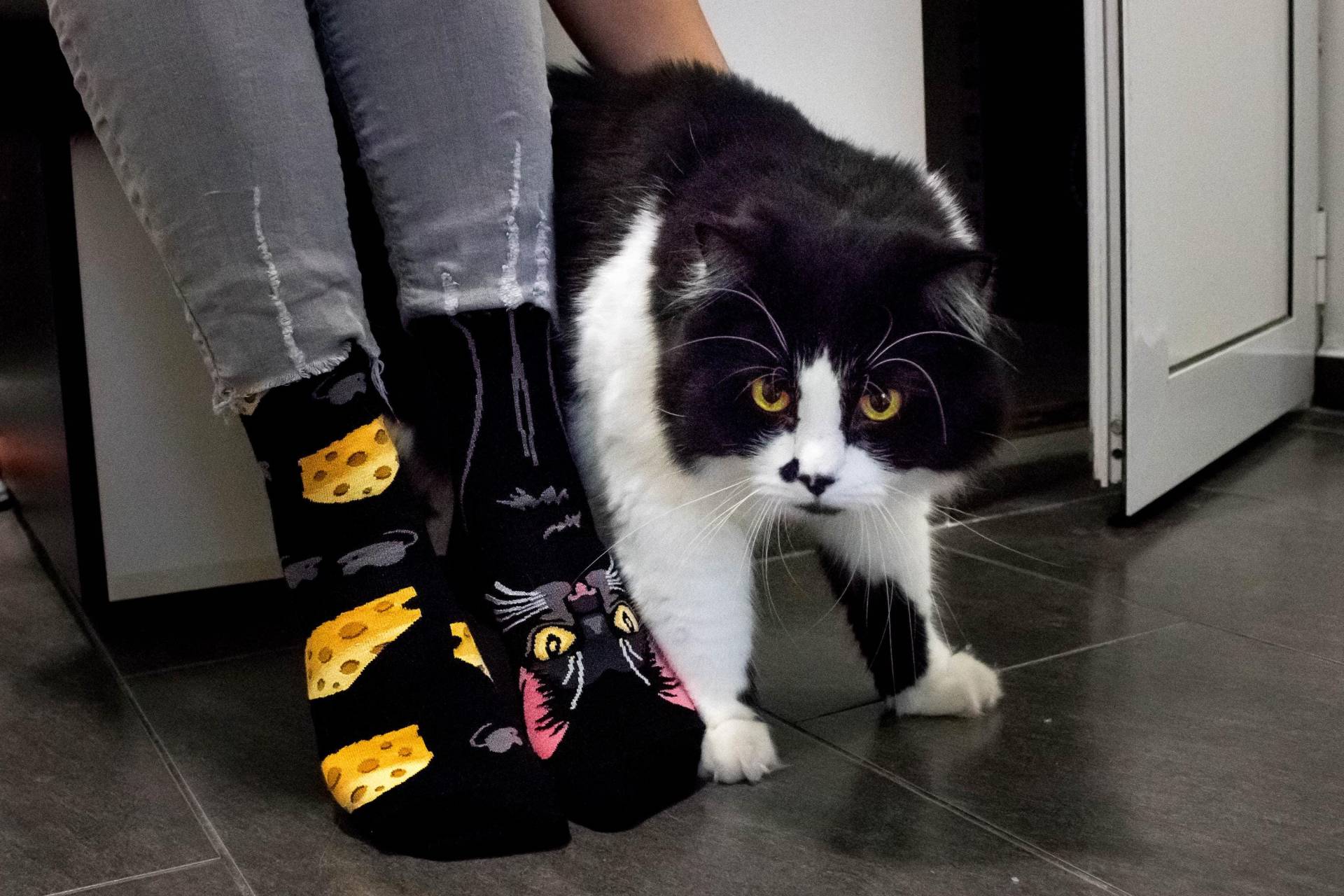 4 Paar Samtpfoten-Socken Perser - Und Siamkatzen-Designs 4 Paar Samtpfoten-Socken Perser - Und Siamkatzen-Designs von WondertowerShop