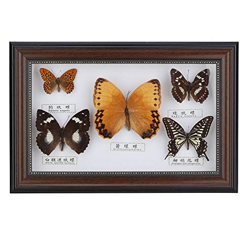Specimen Craft Frame Real Butterfly Specimen Frame, 5 Real Butterfly Specimen Frame For Decor Ornament And Educational Demonstration Prop Gift Birthday, Butterfly Specimen(Schwarzer Rahmen) von Yosoo Health Gear