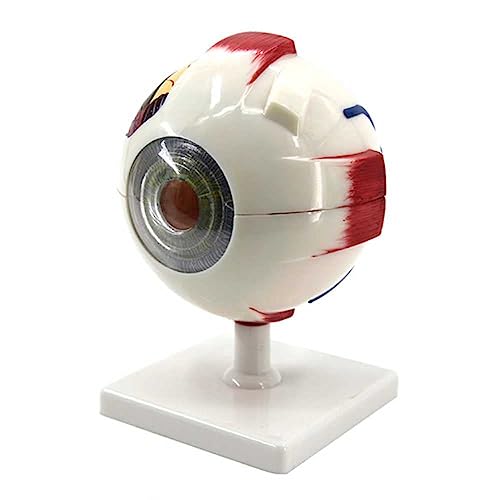 6-fach vergrößertes anatomisches Augapfel-Display-Modell, 3D-menschliches Auge, anatomisches Modell mit abnehmbarem Ständer für medizinische Bildung und Anatomie A 6-fach vergrößertes anatomisches Augapfel-Display-Modell, 3D-menschliches Auge, anatomisches Modell mit abnehmbarem Ständer für medizinische Bildung und Anatomie A von ZALTAS