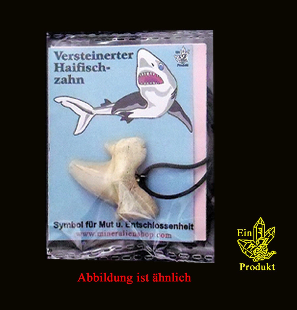 Haifischzahn Versteinert | 2 Varianten Zahngröße 2, 5 - 3 cm Als Anhänger, Haifischzahn, Fossil, Lederband, Versteinert Marokko Haifischzahn Versteinert | 2 Varianten Zahngröße 2, 5 - 3 cm Als Anhänger, Haifischzahn, Fossil, Lederband, Versteinert Marokko von ZenMineralien