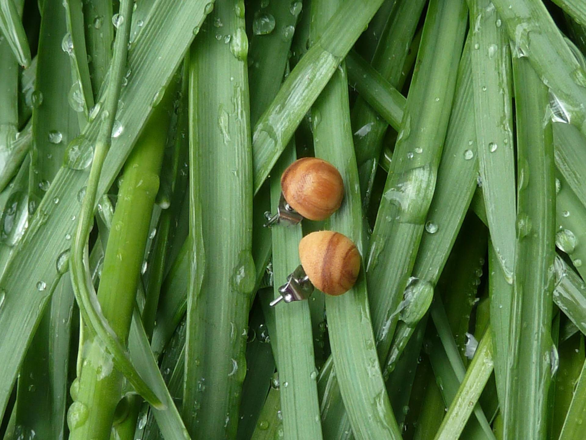 Runde Ohrstecker 8 Mm Aus Echtem Holz, Olivenholz Oder Mahagoni, Natürliches Edles Design, Schöne Maserung Runde Ohrstecker 8 Mm Aus Echtem Holz, Olivenholz Oder Mahagoni, Natürliches Edles Design, Schöne Maserung von ZweigundZunder