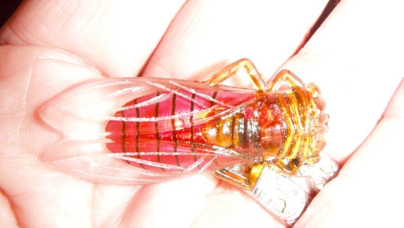 Vintage Lucite Glück Französisch Zikade Fehler Stift Neon Rot von bakelitecache