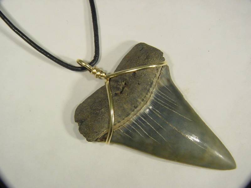 Gold Fill Wire Wrapped Fossil Shark Tooth Lapidary Necklace 6886C Dle von butw