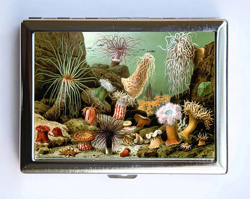 Seeanemone Zigarettenetui Brieftasche Visitenkartenhalter von che655