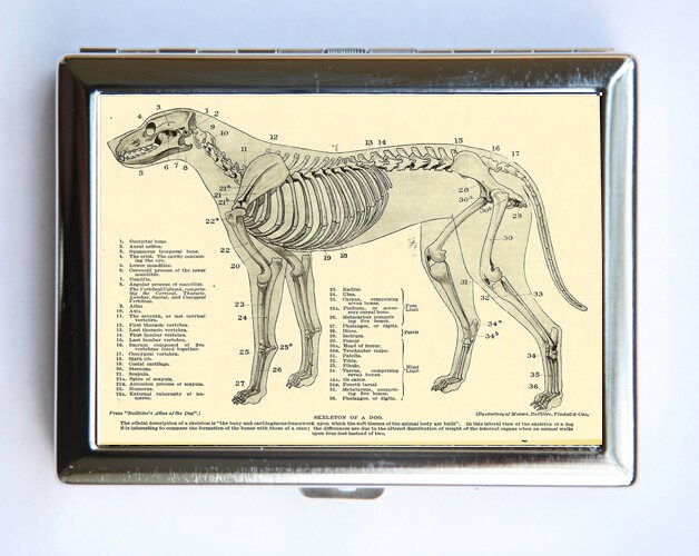 Tier Anatomie Hunde Skelett Zigaretten Etui Brieftasche Visitenkartenhalter Gothic Victorian Medizinisch von che655