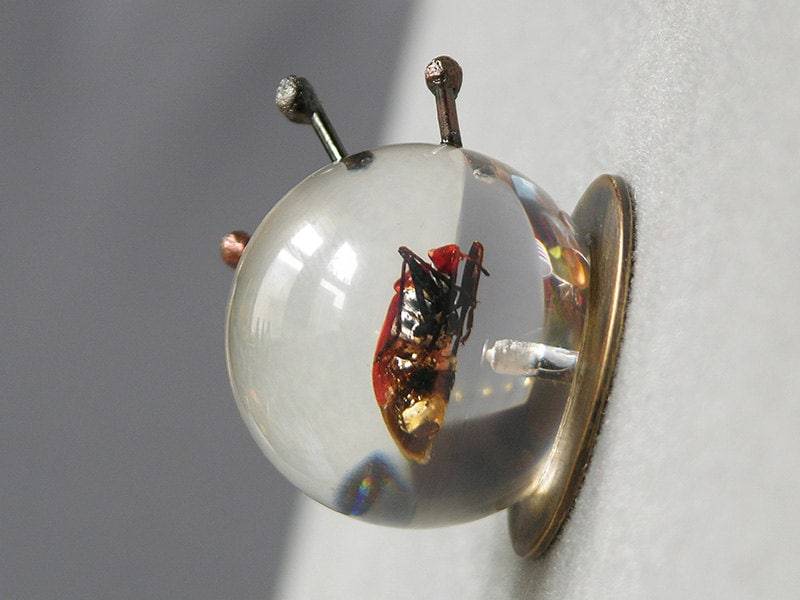 Auf Verkauf Marked Down Boxelder Bug Brosche Mit Echtem Insekt in Harz Kugel Gemacht von dolldisasterdesign