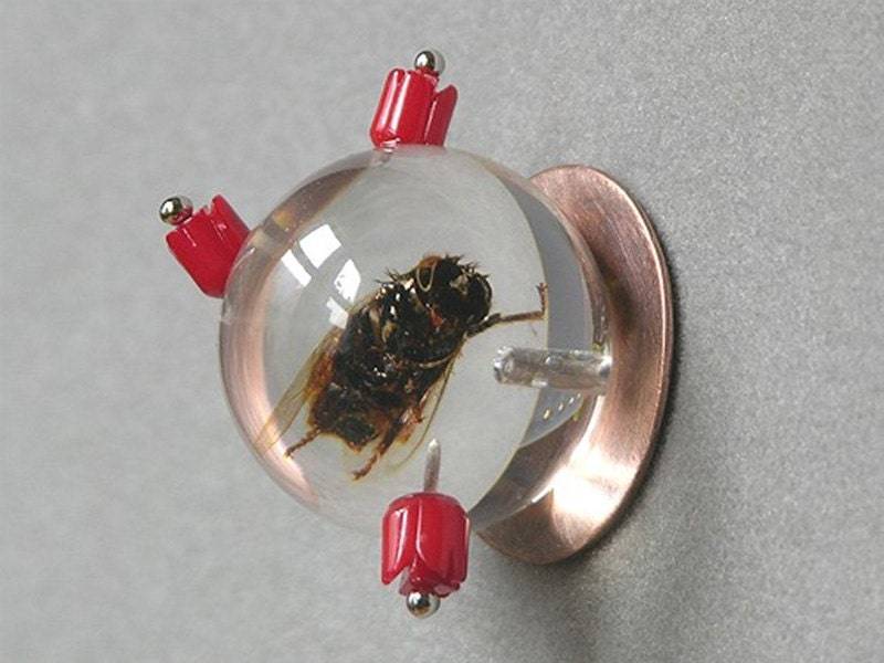 Zum Verkauf Markierte Bienenkönigin-Brosche, Die Mit Echtem Insekt in Harz-Kugel Gemacht Wurde von dolldisasterdesign