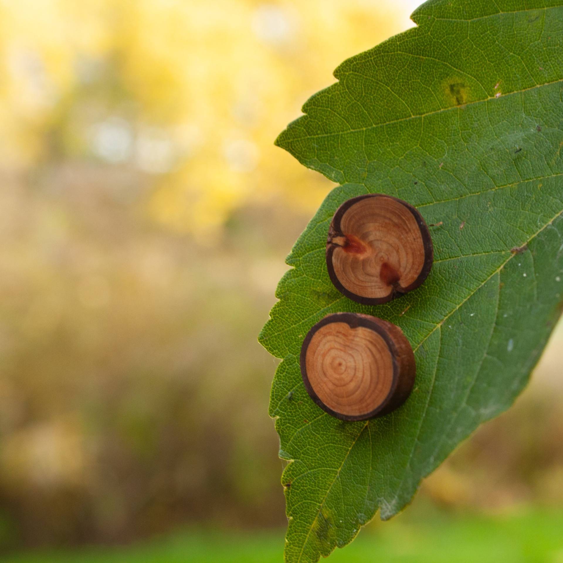 Ohrstecker Aus Mammutbaumholz Holz Ohrstecker-Paar Ohrringe Holzschmuck Naturschmuck Woodjewelry Ohrstecker Aus Mammutbaumholz Holz Ohrstecker-Paar Ohrringe Holzschmuck Naturschmuck Woodjewelry von einholzundeineseele