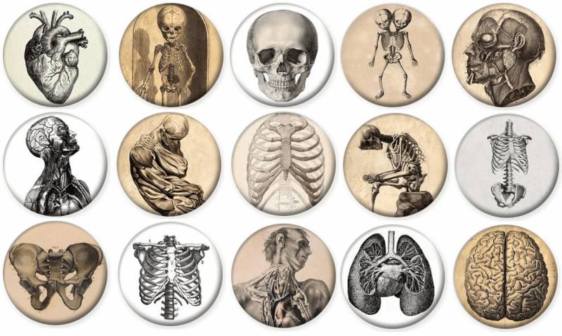 1"- Vintage Anatomie Knochen Skelett - Lot Von 15 Buttons Pin Zurück Button Badge von feather4567