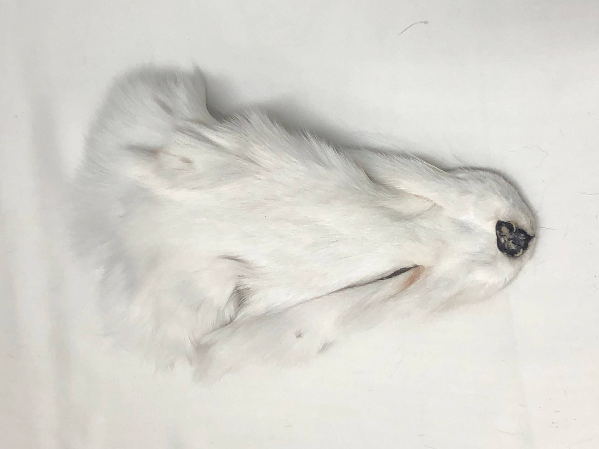 Weißer Fuchs Gesicht Schlüsselanhänger Weißer Fuchs Gesicht Schlüsselanhänger von furmasters