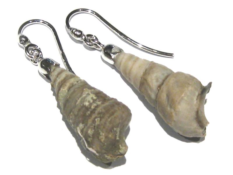 Fossil Schale Ohrringe Conus von giacobbi