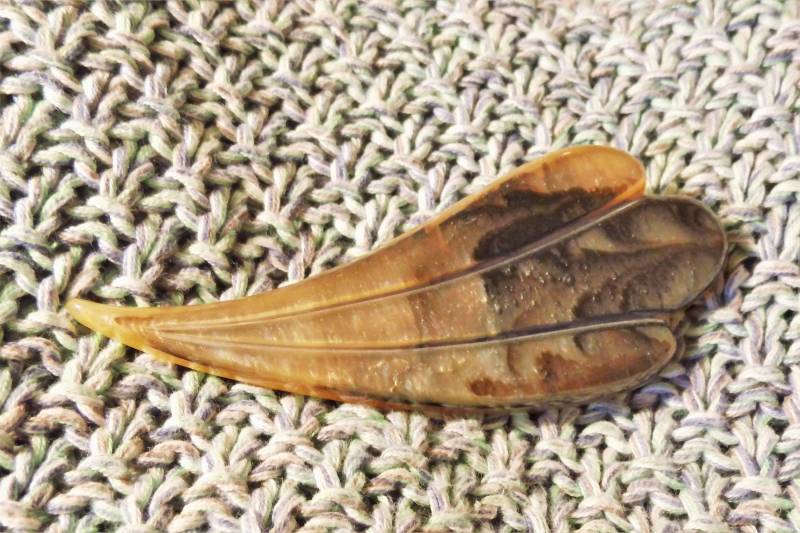 Brosche in Blattform Aus Schildpatt Der 80Er Jahre, Individuelles Geschenk Für Frauen, Art 613352992 von goldknoepfchen