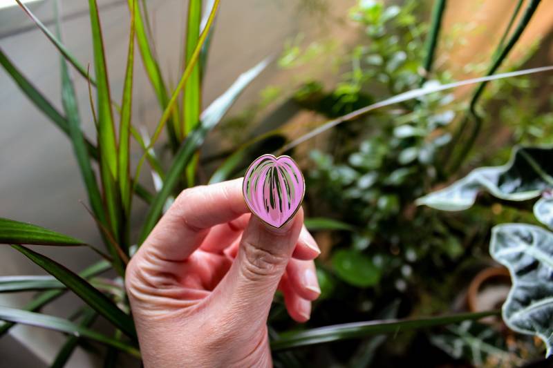 Tradescantia Albiflora "Nanouk' Tradescantia Albiflora "Nanouk' von hemleva