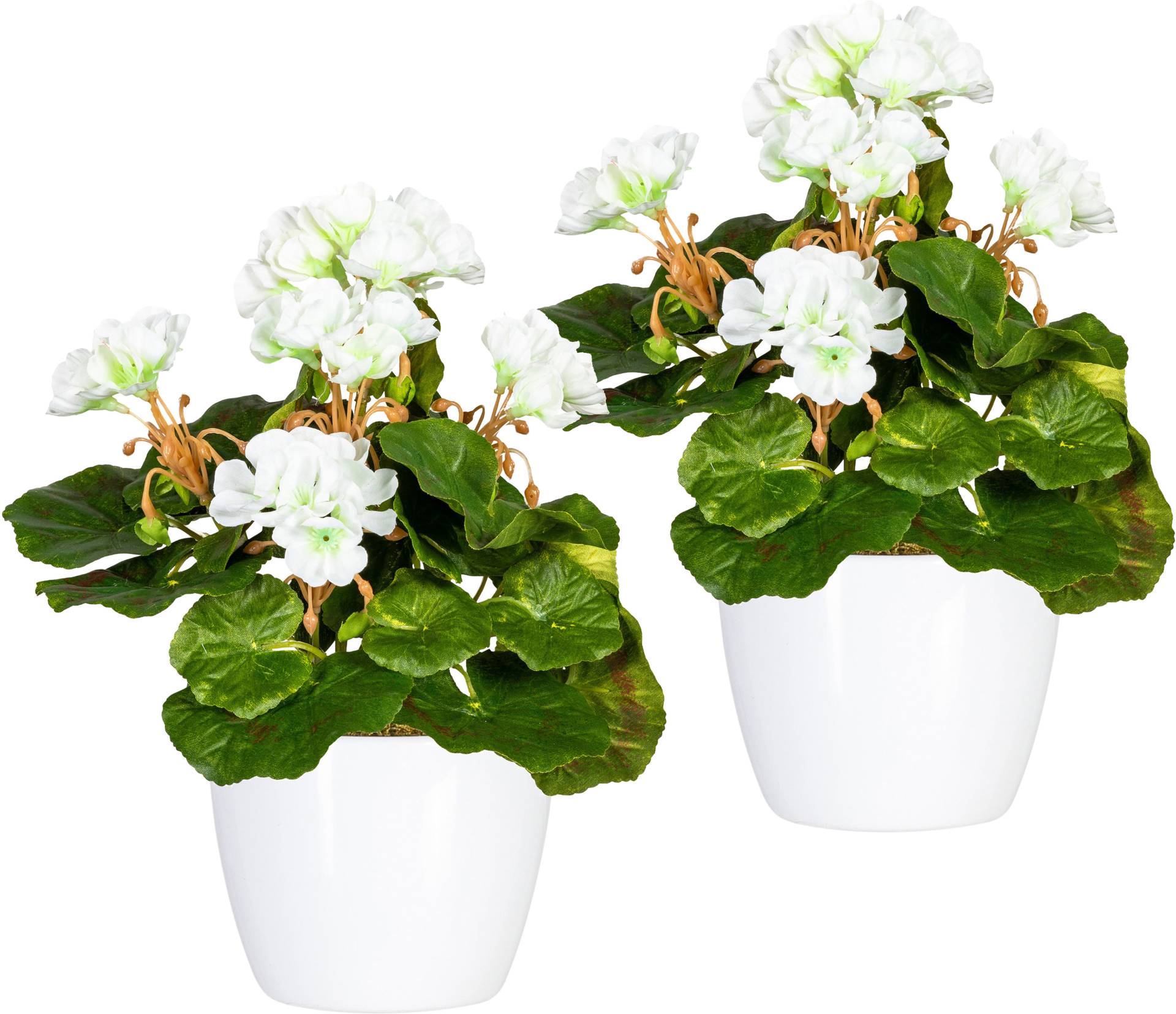 Home affaire Kunstpflanze "Havel" im Topf, 2er Set von home affaire