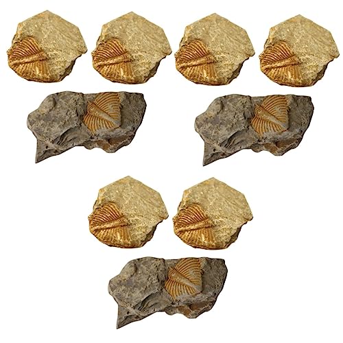 iplusmile 9 Stück Trilobiten-Mittelstück Tischdekoration Esstisch-Dekoration Ornament Für Kinder Echte Fossilien Lehrmittel Fossilien-Probe Desktop-Schwanz Kinder-Werkzeuge von iplusmile