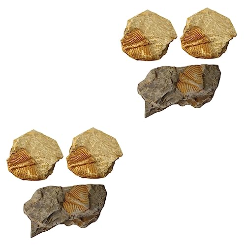 iplusmile Schreibtischaufsatz 6 Stück Trilobiten-Ornament Für Kinder Geschenkdekorationen Esstisch-Dekoration Fossilien Echtes Kinderspielzeug Schülerunterricht Fossilien Probe Lehrmittel von iplusmile